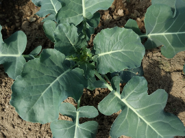 Bioestimulantes agrícolas, ¿qué son?