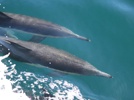 DOLPHIN PROPEL 12 KAYAK A PEDALES KOL OUTDOOR