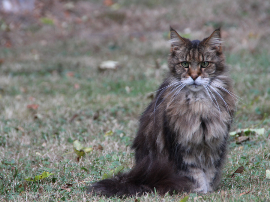 Secreción marrón en los ojos de tu gato: causas y tratamientos
