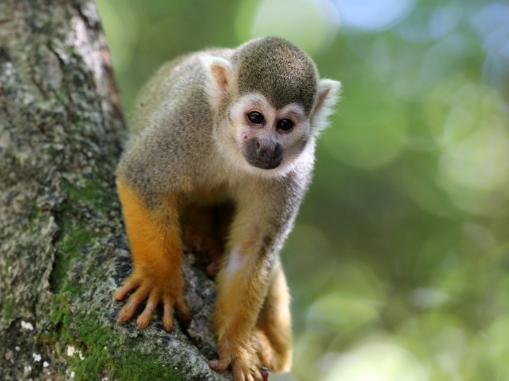 616030 mono tul bicolor