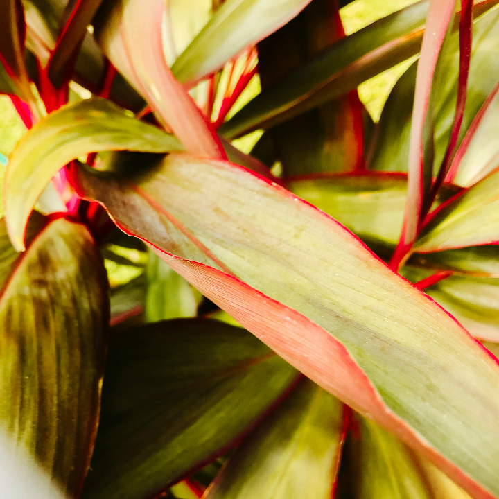 abadia de san quirce roble 2022