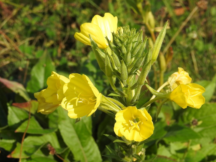 aceite de onagra para evitar la caida del cabello