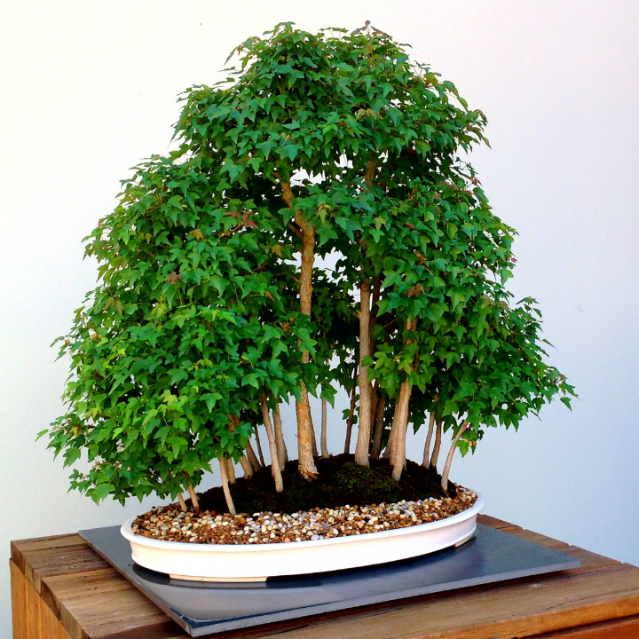 acer palmatum atropurpureum bonsai 18 anos arce japones palmeado