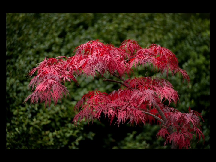 acer palmatum butterfly 15 cm maceta
