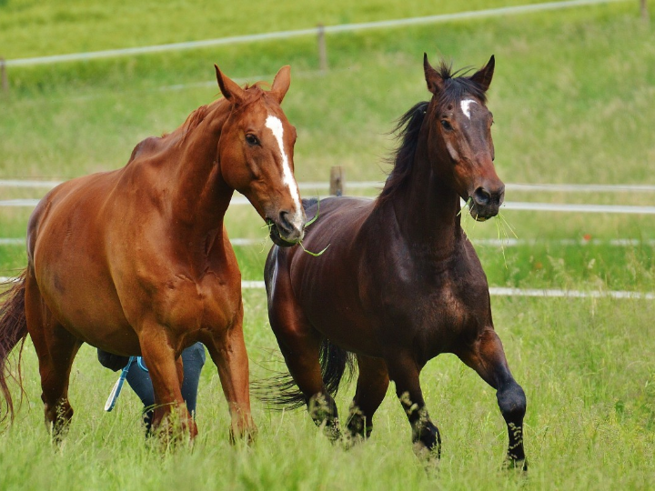 acoplamiento elastico de acero para eje srl 200 40 acoplamientos albert
