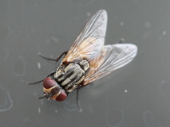 almax guia completa en ruso para la mejor parafarmacia