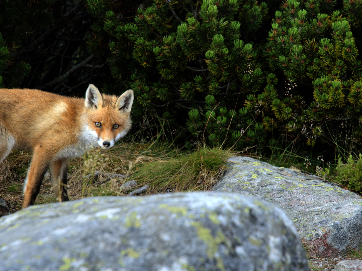 alto de los zorros crianza 2018