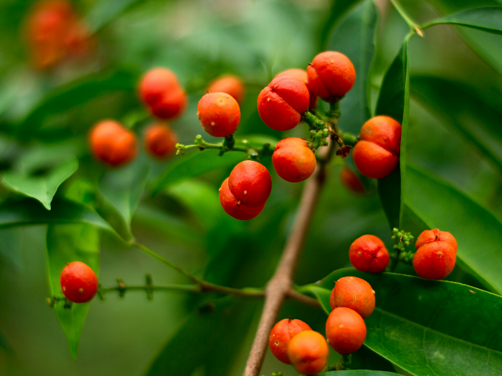 analisis comparativo de los mejores aceites con sal de bayas descubre cual es el ideal para ti