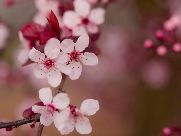 analisis de expertos vino pruno 2021 merece la pena opiniones y comparativa