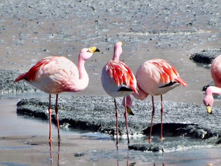analisis de las mejores zapatillas flamingo para deportes de invierno