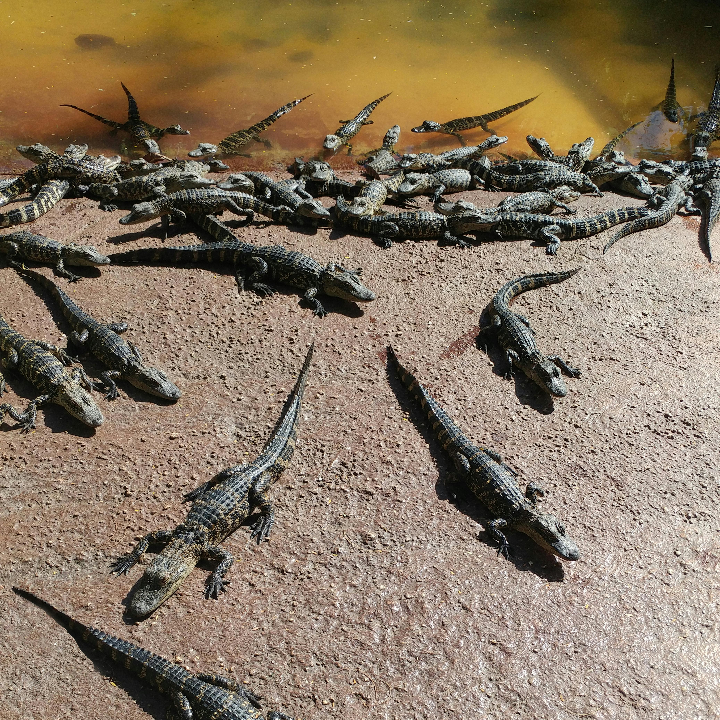 analisis de los crocs nassica idescubre la comodidad en tus aventuras de montana