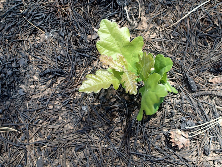 analisis detallado por que el traje verde es la eleccion perfecta para el novio moderno