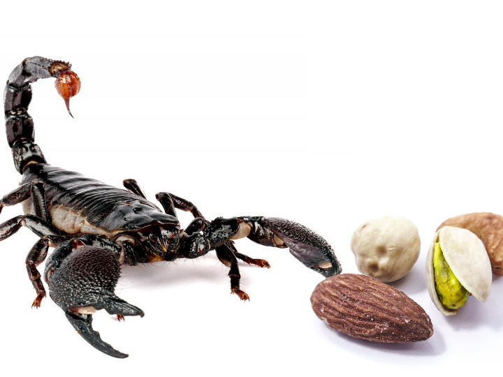 analisis y comparativa del vehiculo aracnido lanzador idescubre sus ventajas como juguete