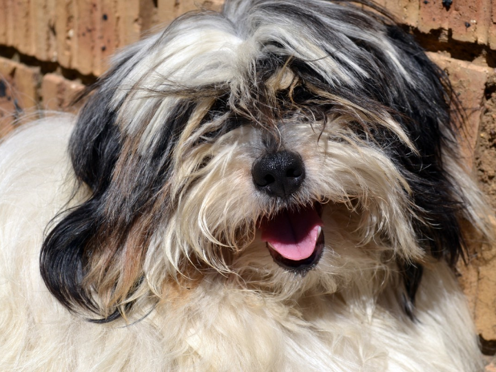 apiretal para perros peluqueria canina perrukings com