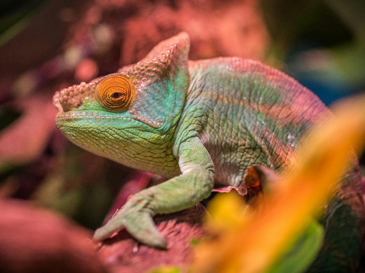 banar perro con jabon lagarto peluqueria canina perrukings com