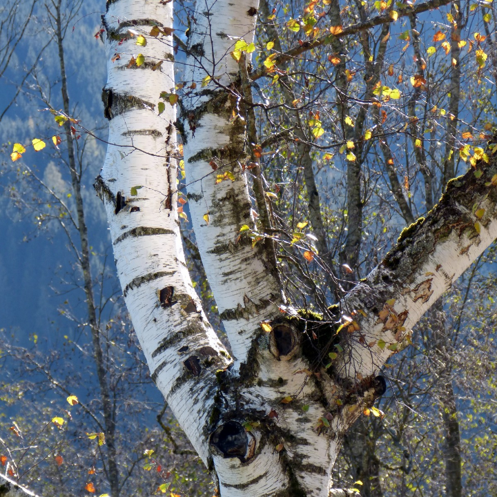 betula papyrifera abedul papirifero