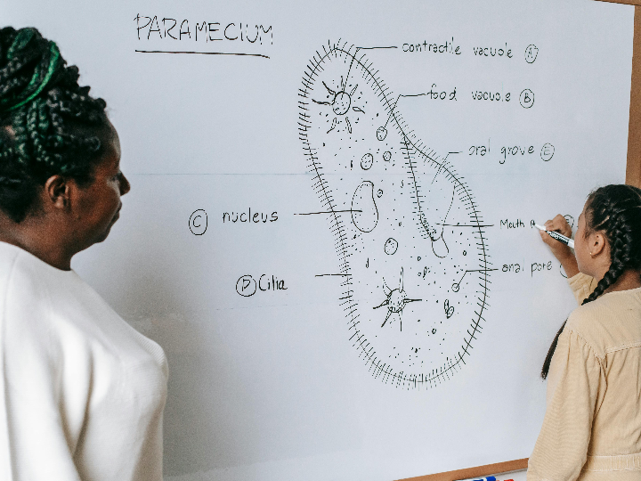 bibliografia para las oposiciones de maestro infantil que material es necesario