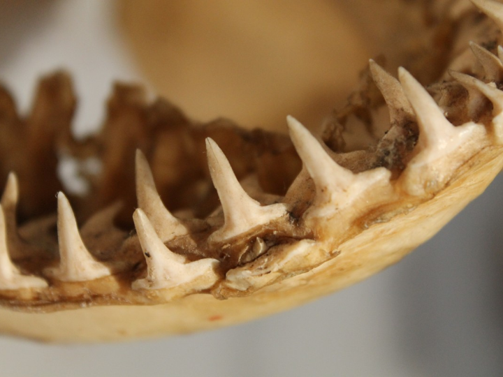 calaveras rellenas goma 250uds fini golosinas chuches halloween