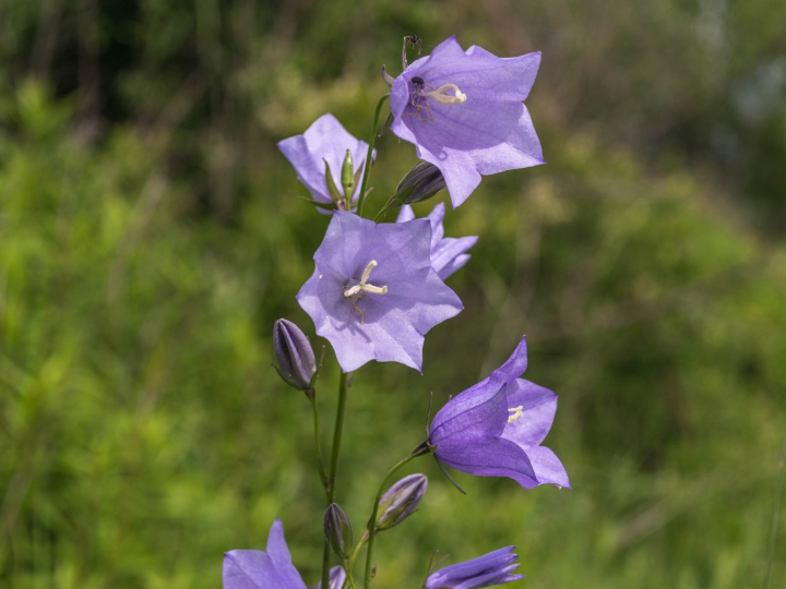 campanula glomerata superba 9cm