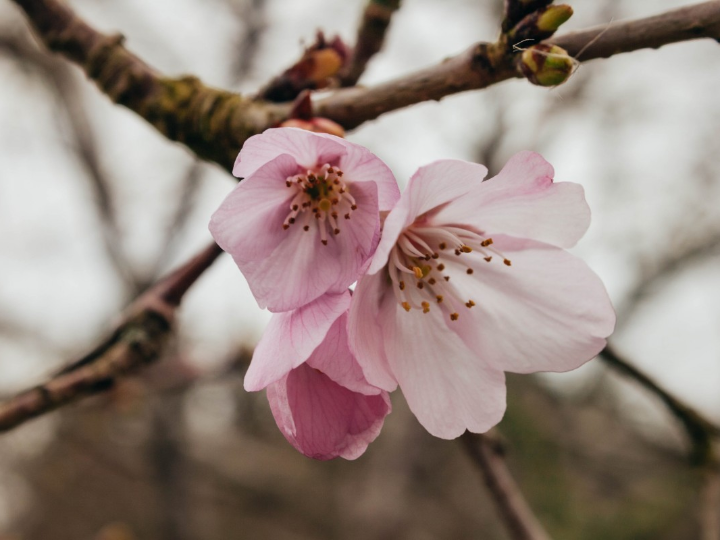 cerezo donissens amarillo en rama
