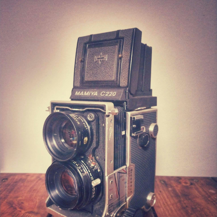 chamaecyparis obtusa meroki twin cipres hinoki