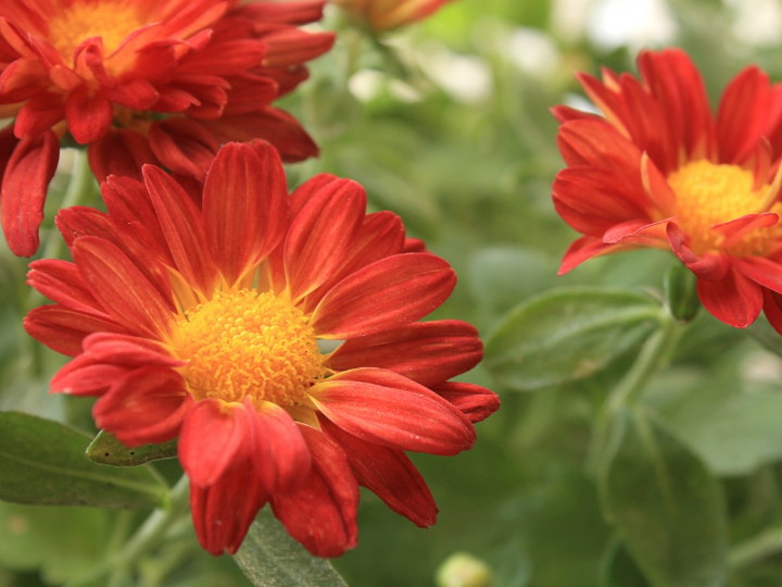 cobertor para piscinas de poliester dtp