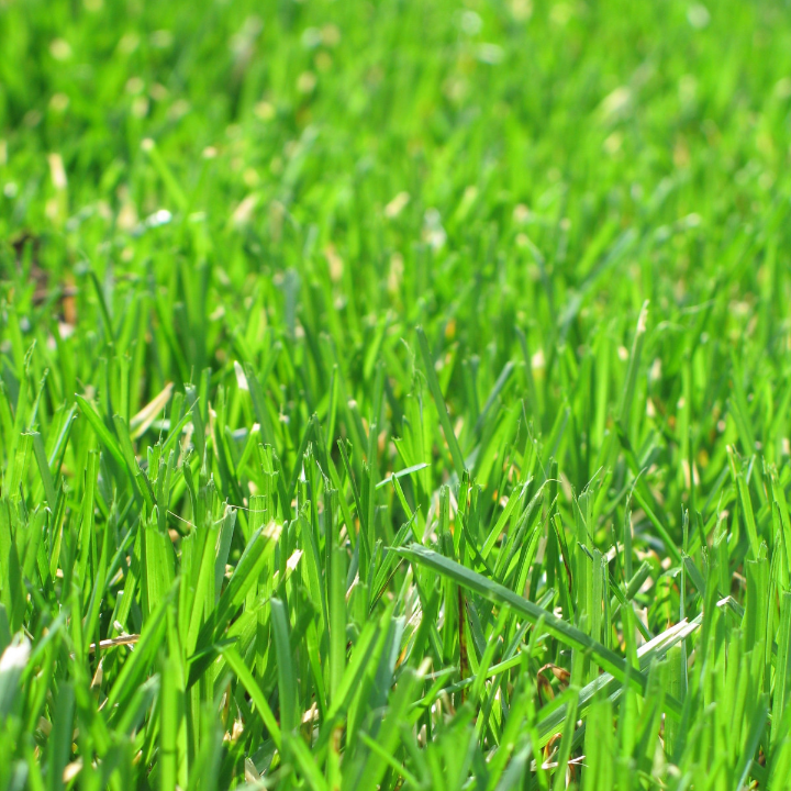 como cortar el cesped artificial