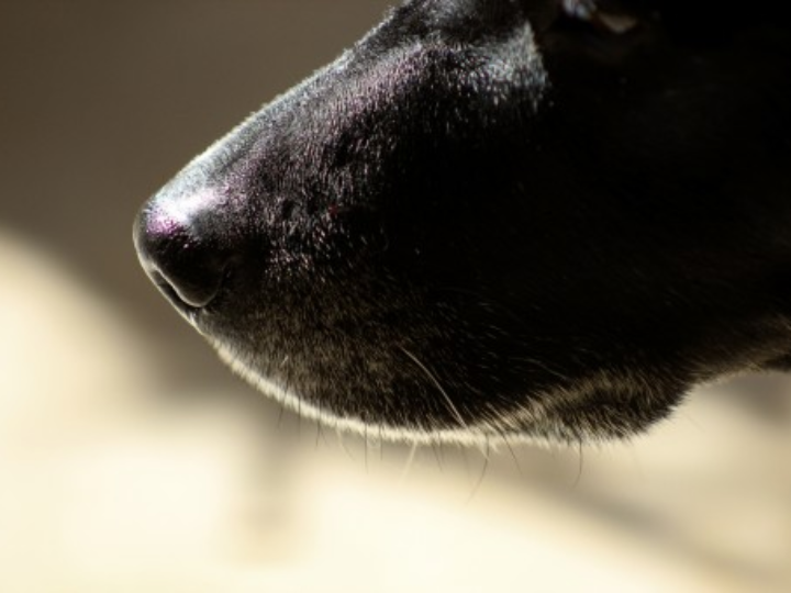 como habituar a un gato al manejo en la peluqueria