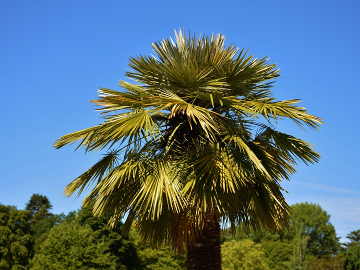 como proteger las palmeras de la paysandisia archon