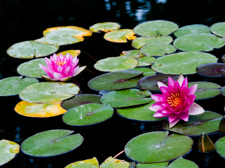 comprar plantas en elche