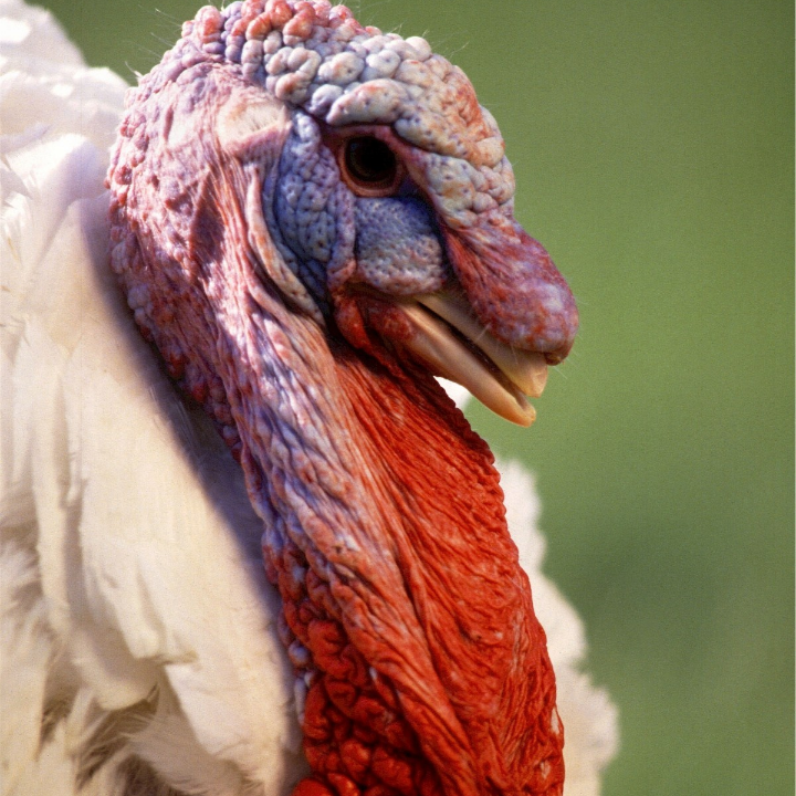 compuesto nutricional para embellecer las plumas de gallina en epoca de muda