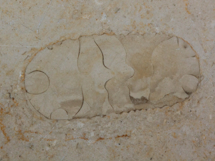 con la bestia dentro 1982 philipe mora