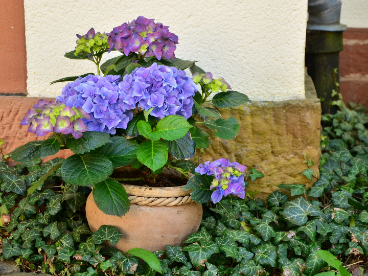 consejos para el cuidado de las hortensias como utilizar el vinagre para potenciar su crecimiento y color