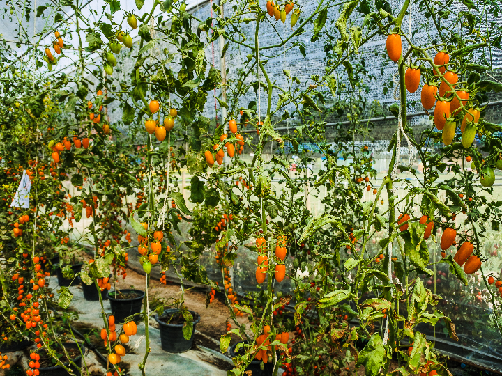 control de humedad para invernaderos