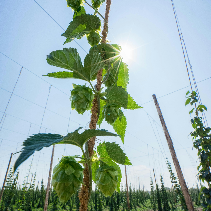 cosechador de aceitunas cual elegir