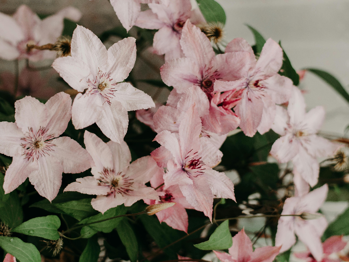 crema esbeltia serum ecologico 75 ml