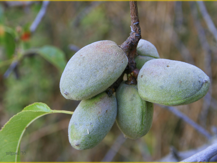 defoliacion antipulgon de manzano y peral despues de la cosecha
