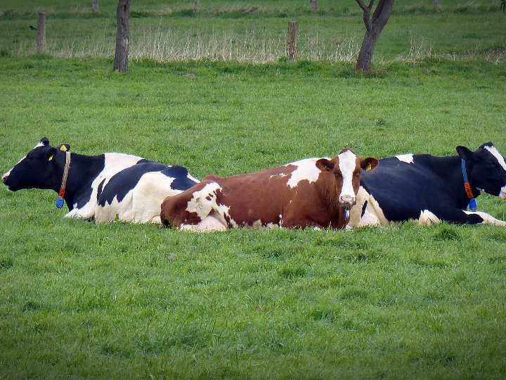 deliciosa pata de ternera a la zamorana receta tradicional