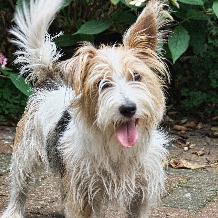 descubre lo ultimo en tendencias de calzado con el catalogo de westland