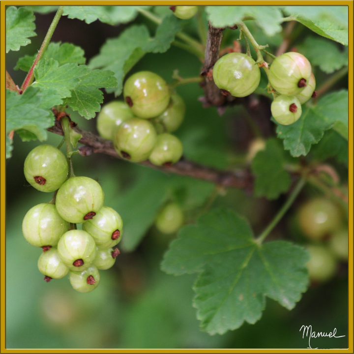 donde comprar la mejor grosella negra analisis positivos de productos de alimentacion internacionales
