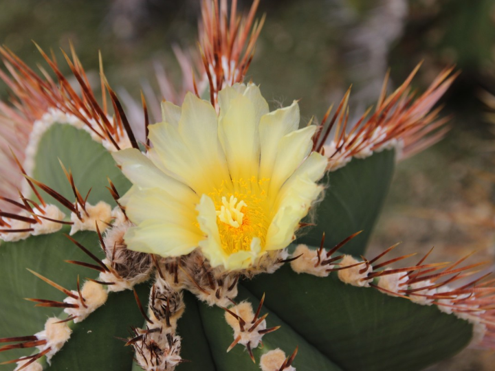 el cactus de pascua hatiora gaertneri schlumbergera gaertneri