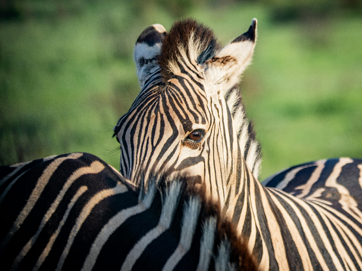 el fabuloso auge de los abrigos de vison descubre por que se llevan tanto en esta temporada