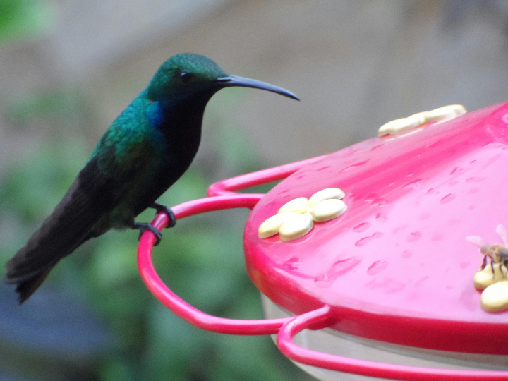 el jardin encantado del museo fortuny