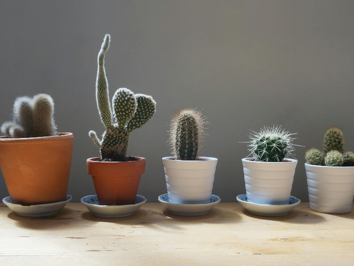 el mejor sustrato para cactus guia definitiva para aficionados