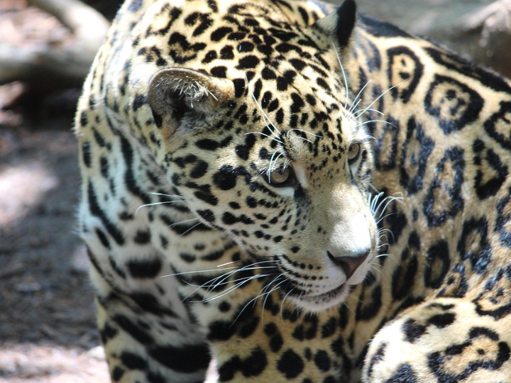 els adeus del jaguar