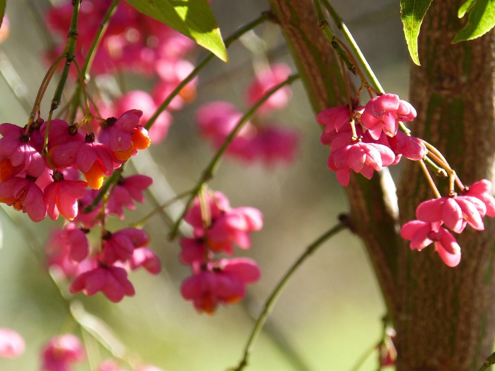 euonymus fortunei esmeralda gaiety 9 cm