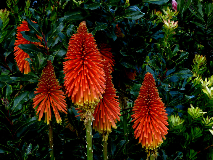 explora el cardigan 12 tipos diferentes de cardiganes