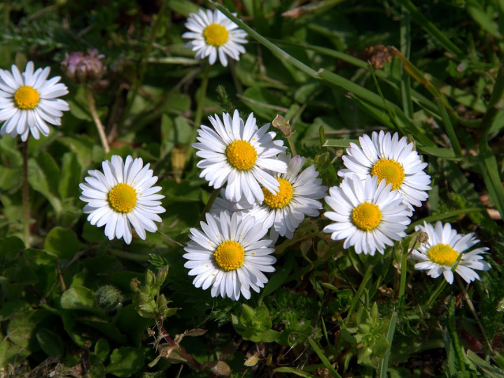 flor de esgueva anejo
