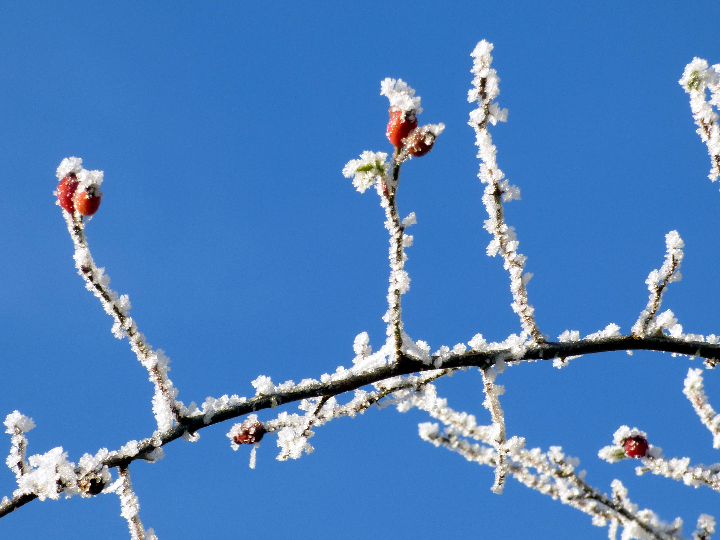 gel de linaza mercadona