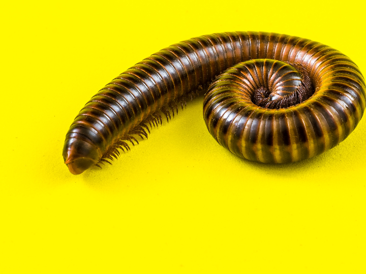 guano fertilizante 1 3 litros